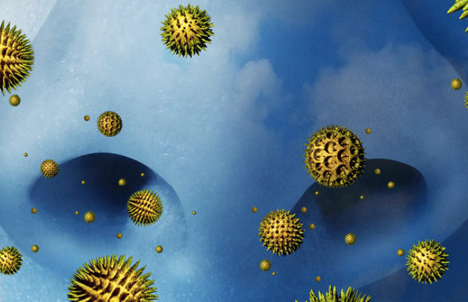 Сезонная аллергия: 5 мифов о поллинозе